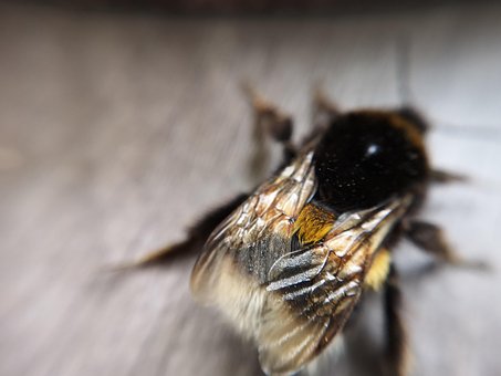 Hummel, Natur, Flügel, Makro, Bestäuben