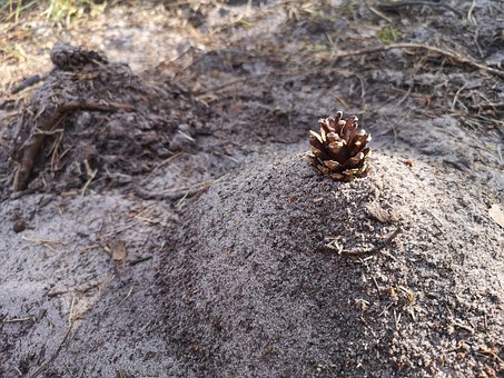 Zapfen, Sand, Strand, Natur, Wald