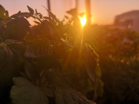Sonnenuntergang, Pflanzen, Garten
