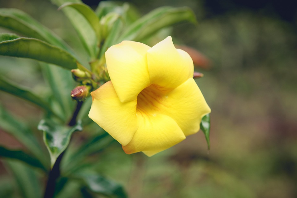 Allamanda Fleur Plantes Trompette - Photo gratuite sur Pixabay - Pixabay