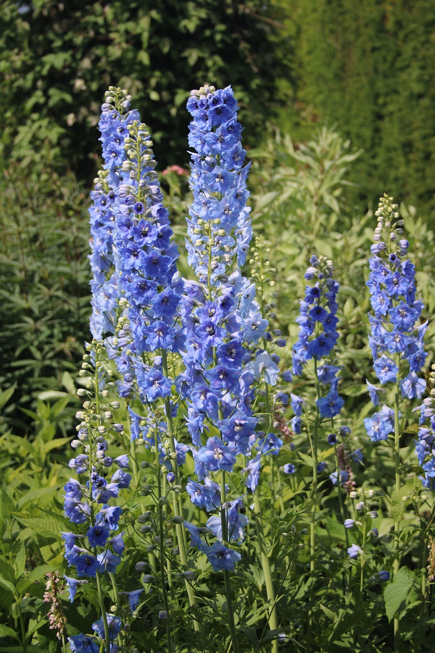 Larkspur Flowers Plants Free Photo On Pixabay Larkspur Flowers Plants Free Photo On Pixabay