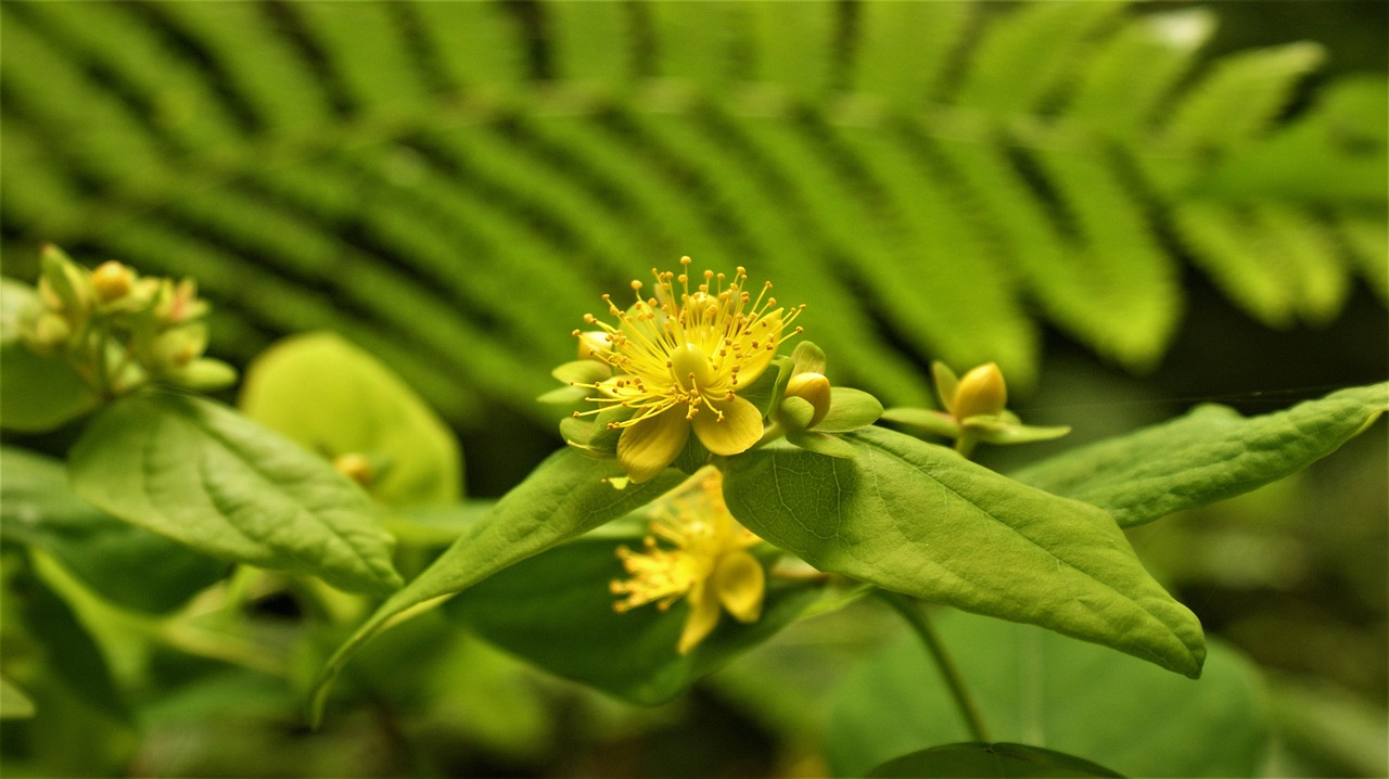 贯叶连翘 花 植物 St John - Pixabay上的免费照片 - Pixabay