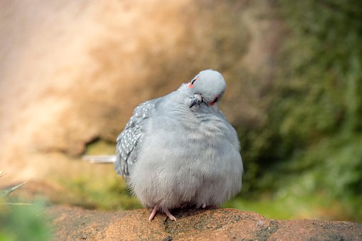Free Diamond Dove Bird photo and picture
