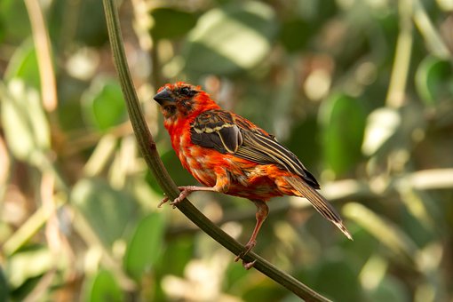 Free Red Fody Bird photo and picture