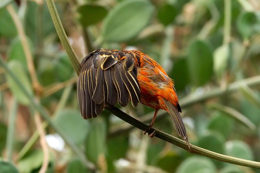 Free Red Fody Madagascar Fody photo and picture