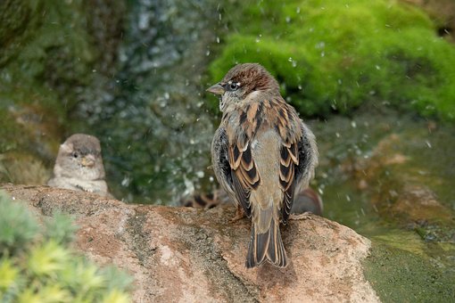 Free Sparrow Bird photo and picture