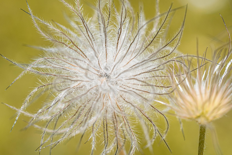 Anemone Seed Head Plant Free photo on Pixabay Pixabay