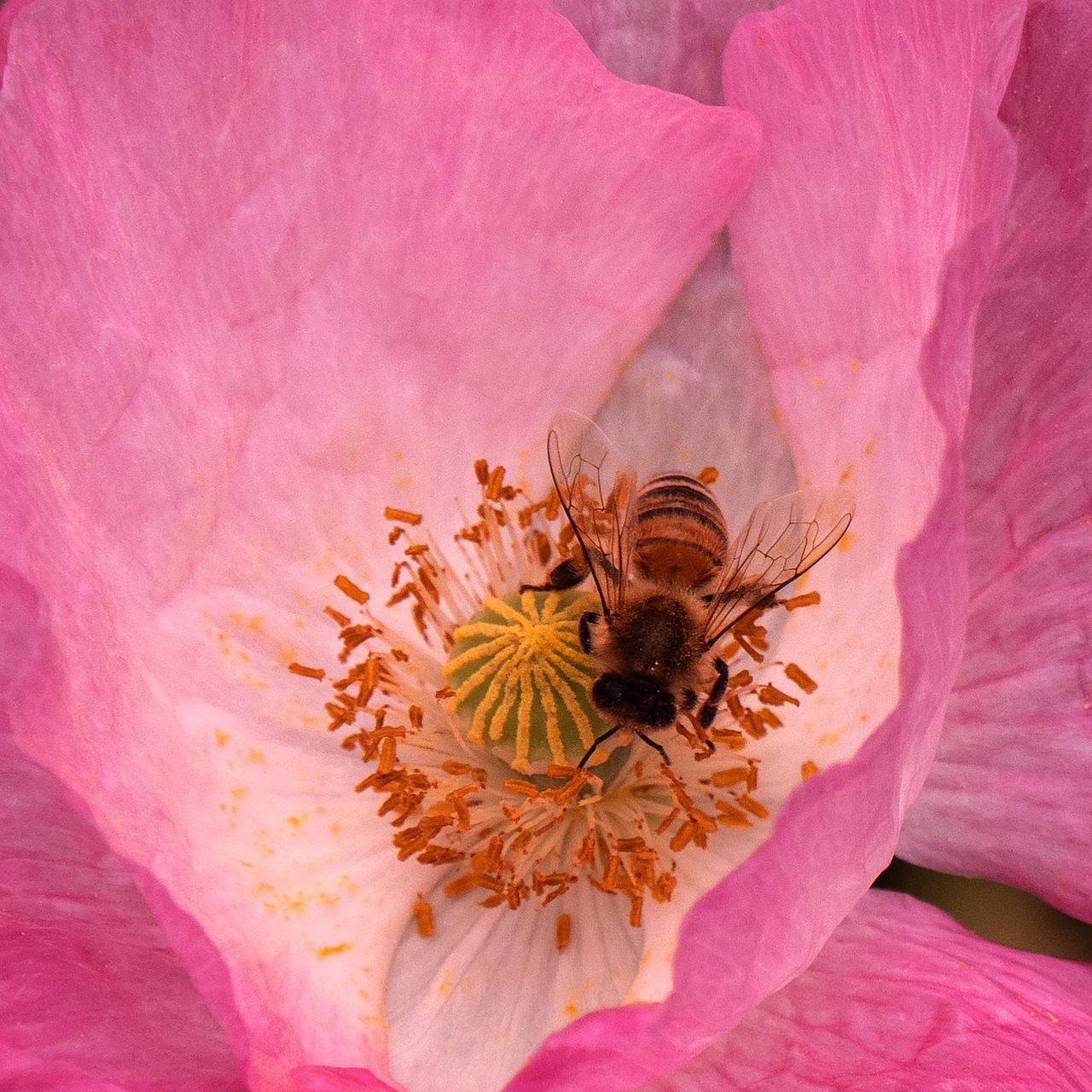 Bee Insect Pollinate - Free photo on Pixabay