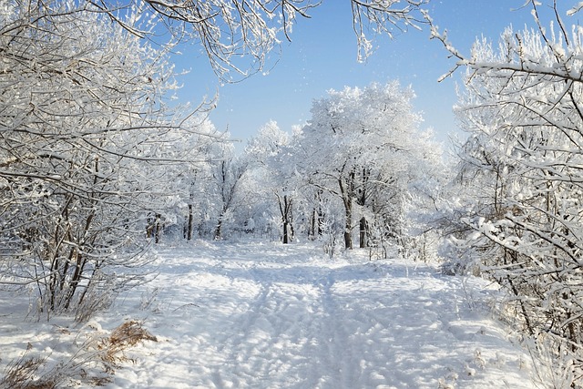 Iarna, Îngheţ, Copaci, Natură
