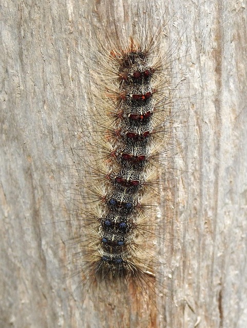 Free Gypsy Moth Caterpillar photo and picture