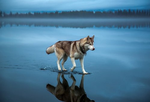 100以上の無料シベリアン ハスキー 犬画像