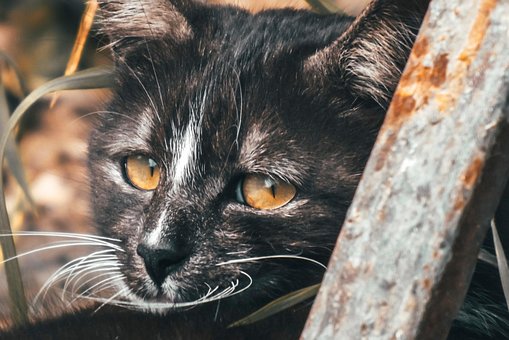 Free Cat Black Cat photo and picture