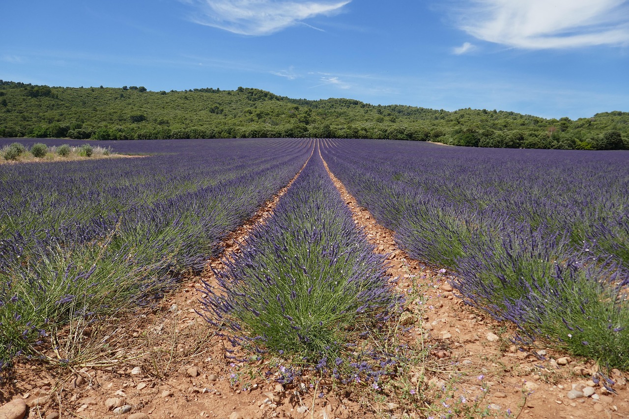 lavande-fleurs-sur-le-terrain-photo-gratuite-sur-pixabay-pixabay