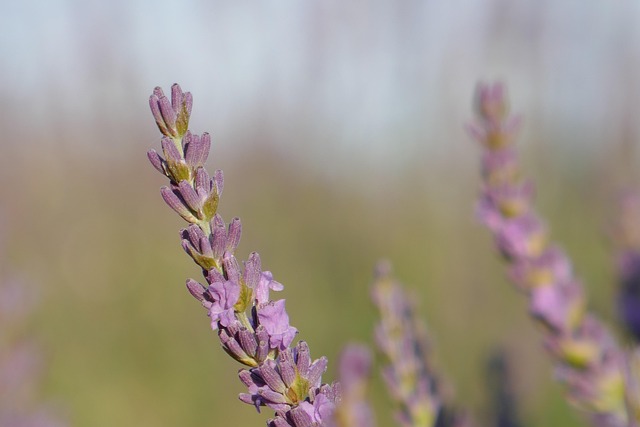 Free Lavenders Flowers photo and picture
