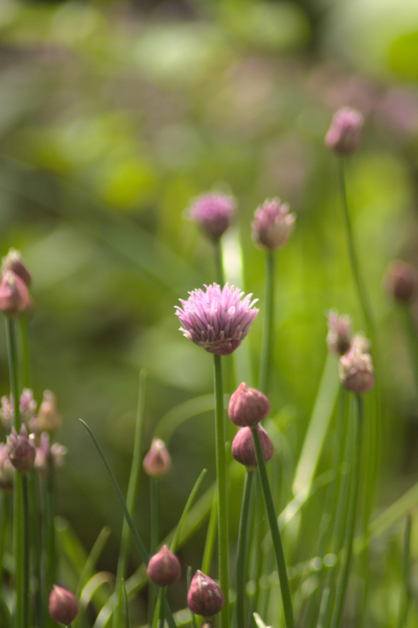 Chives Flowers Buds Free photo on Pixabay Pixabay
