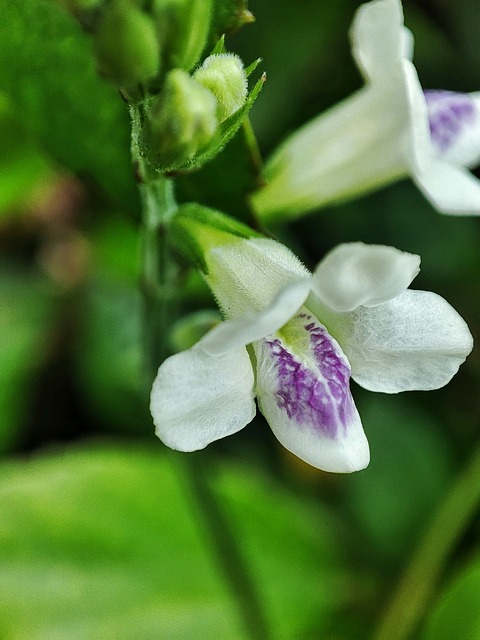 Blomst, Kronblade, Blomstre, Natur