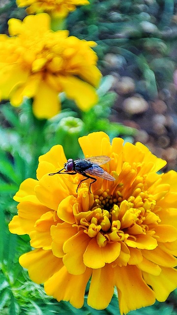 Flyve, Blomst, Insekt, Gul Blomst