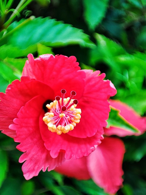 Hibiscus, Marpacifico, Pistil, Blomster