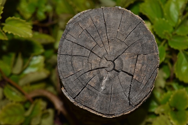 Madera, Árbol, Tocón, Tronco, Naturaleza