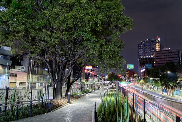 Arbol, Ciudad, Noche, Autos, Luz