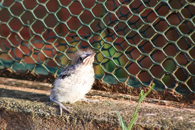 Free Bird Baby Bird photo and picture
