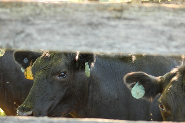 Free Cow Cattle photo and picture