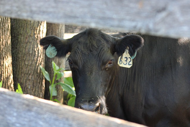 Free Cow Cattle photo and picture