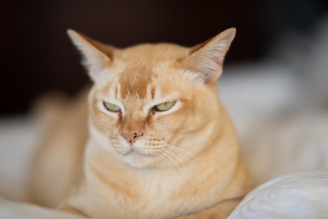 Free Cat Pet photo and picture