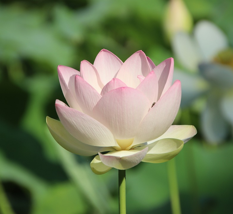Lotus Fleur De - Photo gratuite sur Pixabay - Pixabay