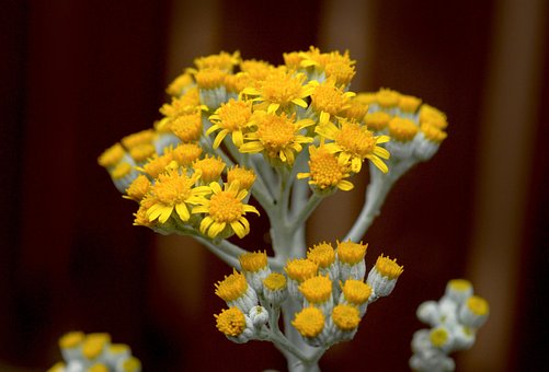 Silber-Greiskraut, Blumen, Pflanze