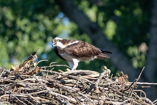 Free Osprey Bird photo and picture