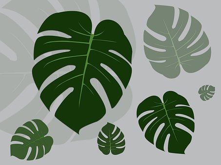 Folhas, Monstera, Tropical, Verde