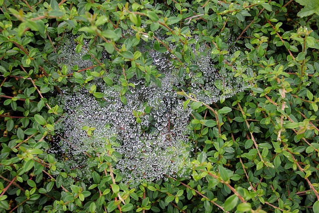 Free Leaves Cobweb photo and picture