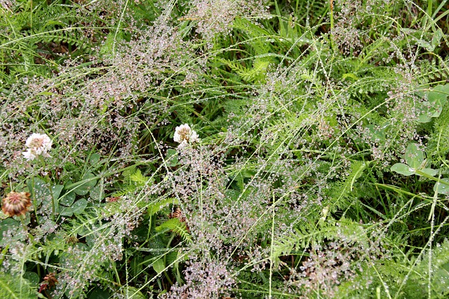 Free Drizzle Summer photo and picture