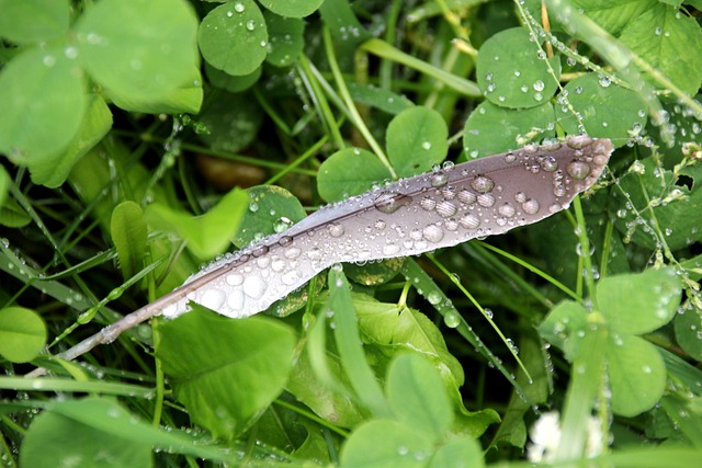Free Drops Rain photo and picture