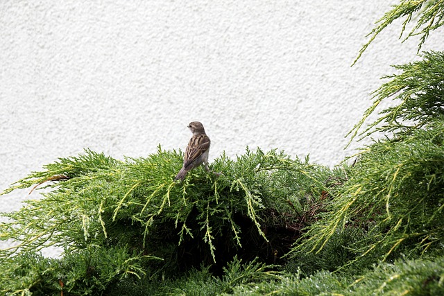 Free Sparrow Bird photo and picture
