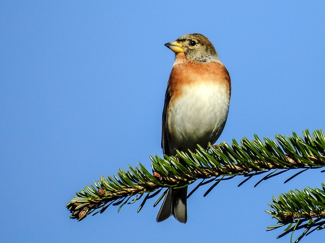Finch Bird Perched - Free photo on Pixabay - Pixabay