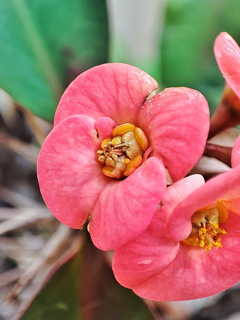 Blomster, Lyserøde Blomster, Støvdrager