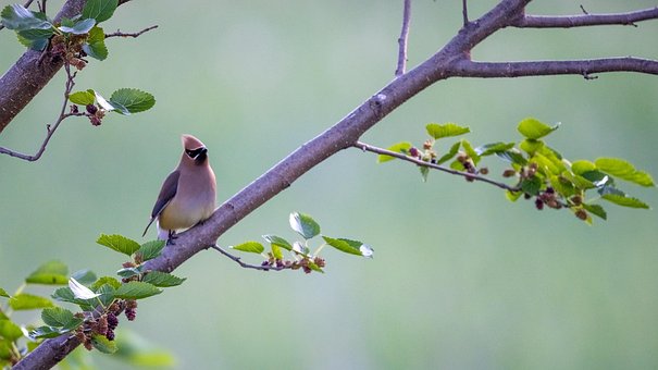 Free Cedar Waxwing Bird photo and picture