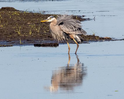Free Great Blue Heron Heron photo and picture