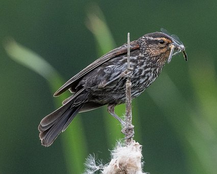 Free Red-Winged Blackbird Blackbird photo and picture