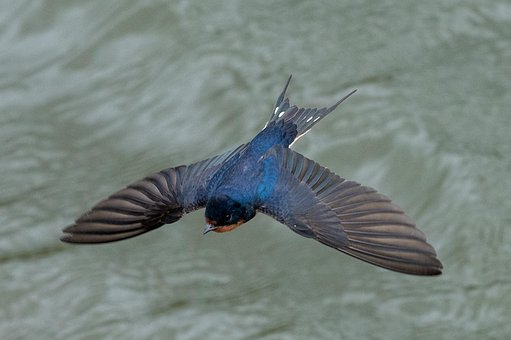 Free Swallow Bird photo and picture