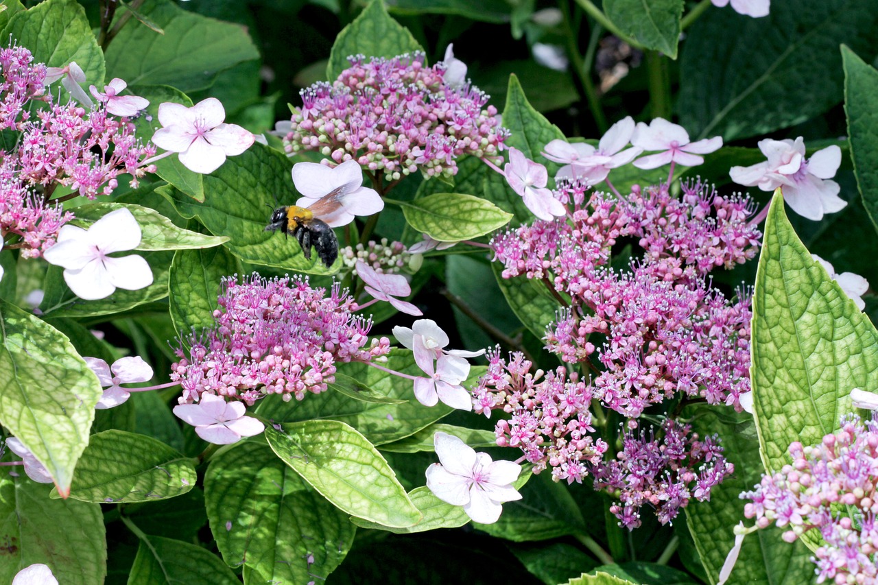 Free Bee Hydrangea photo and picture