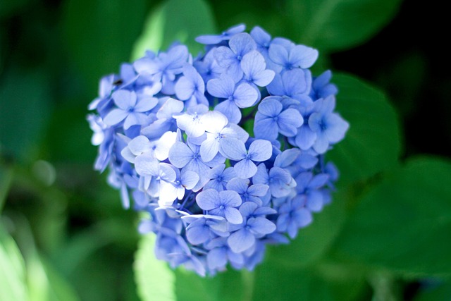 Free Hydrangeas Flowers photo and picture