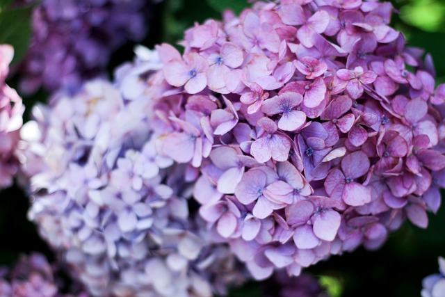 Free Hydrangeas Flowers photo and picture