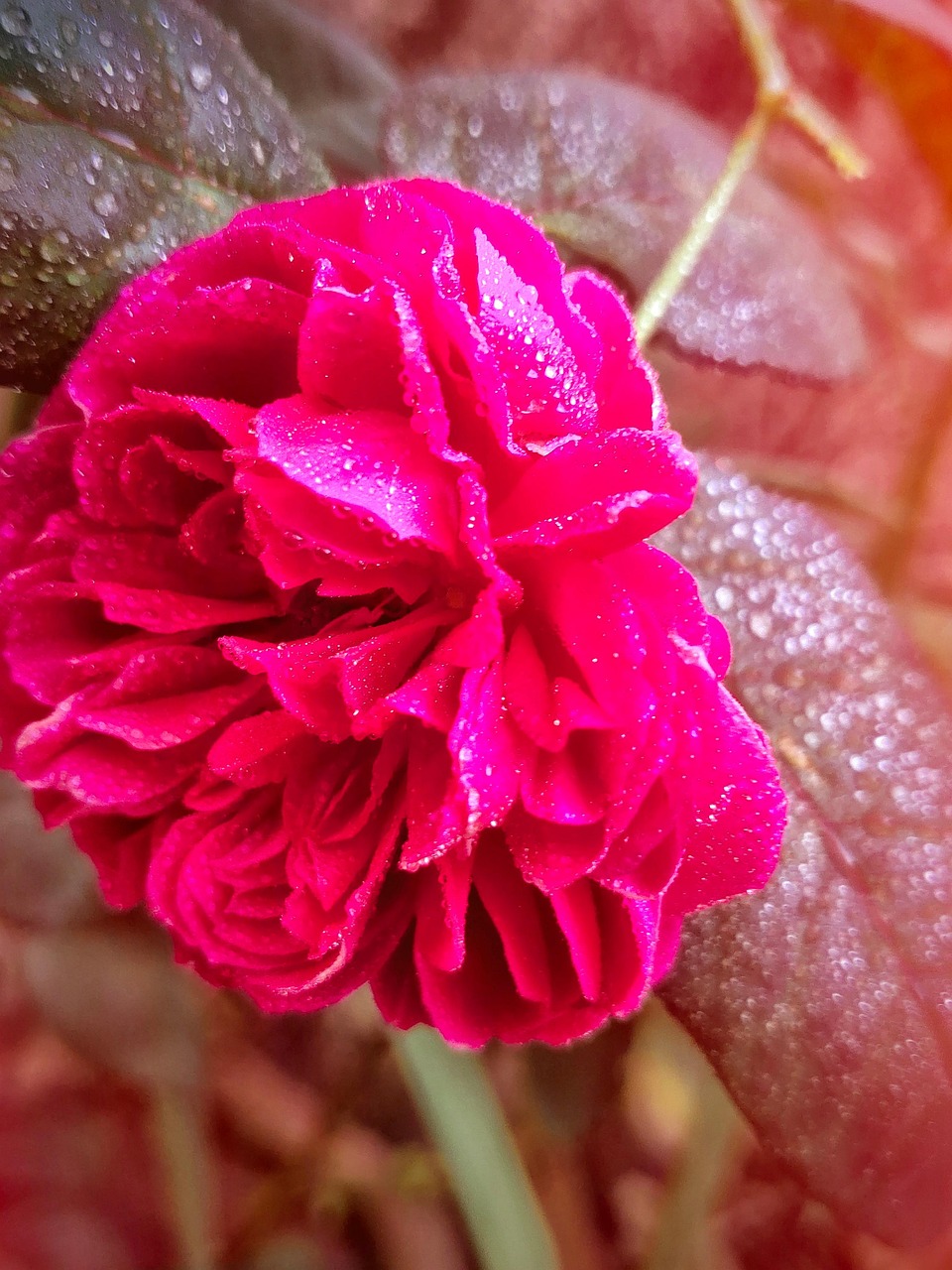 Fleur Roe Rose Fleur - Photo gratuite sur Pixabay - Pixabay