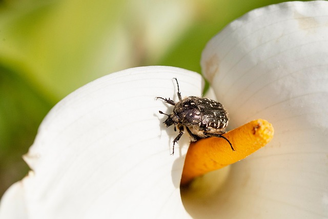 Insekt, Blomst Baggrund, Smukke Blomster