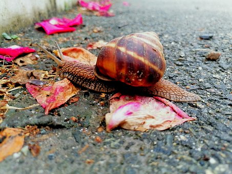 Mollusk, Garden, Mollusc, Concha, Slow