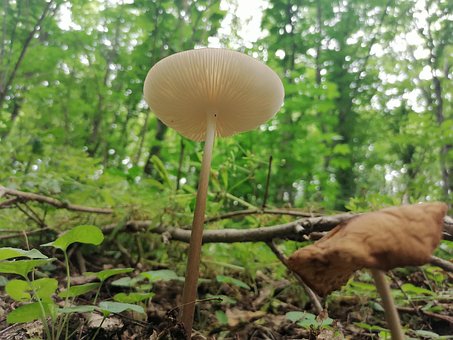 Selvagem, Fresco, Fungi, Mushrooms