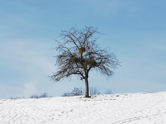 Free Tree Winter photo and picture
